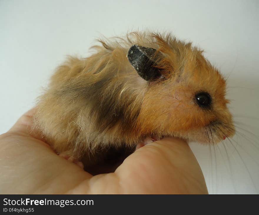 Syrian hamster.