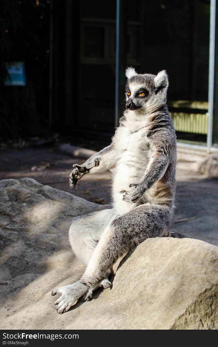 Ring-Tailed Lemur