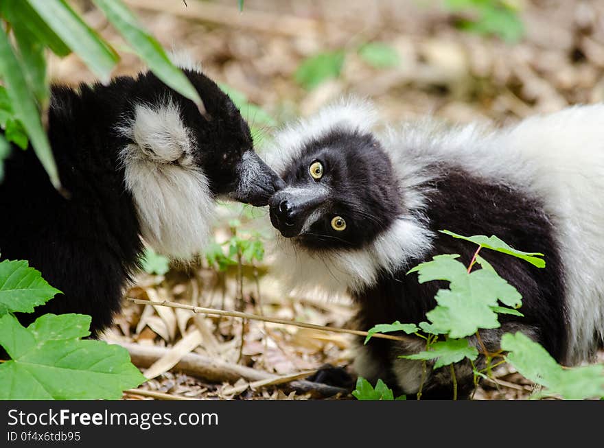 Black-And-White Ruffed Lemur