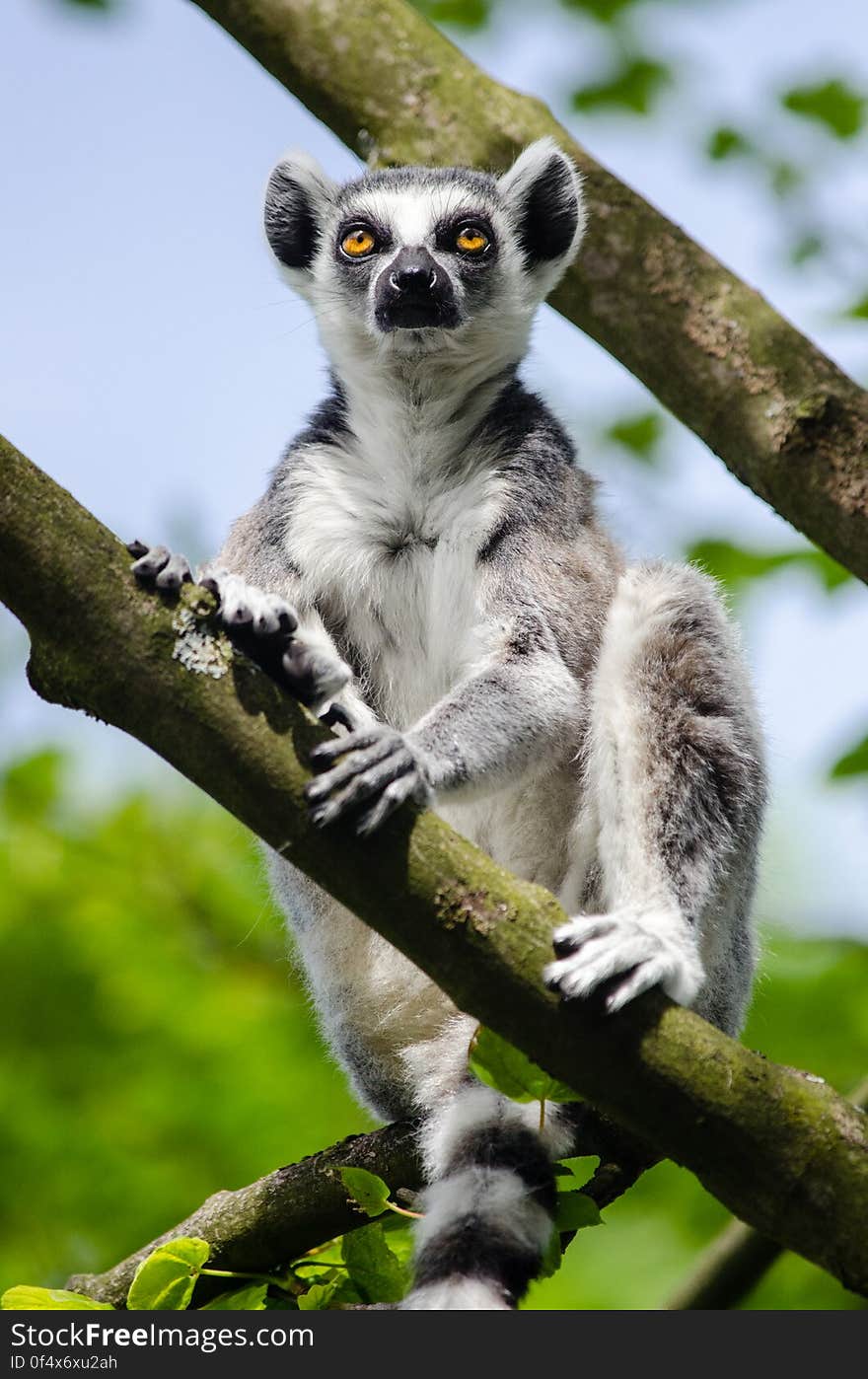 Ring-Tailed Lemur