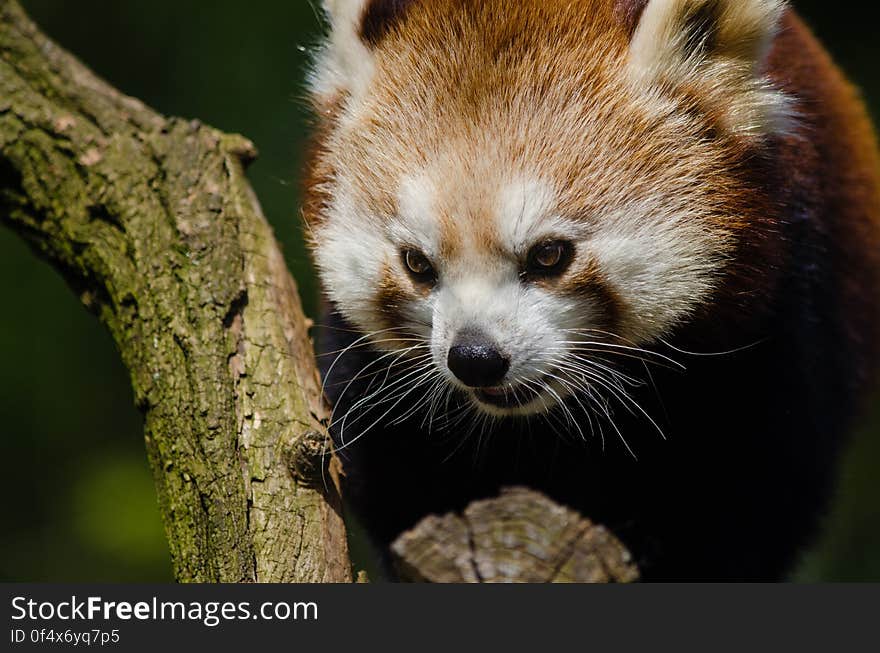 Red Panda