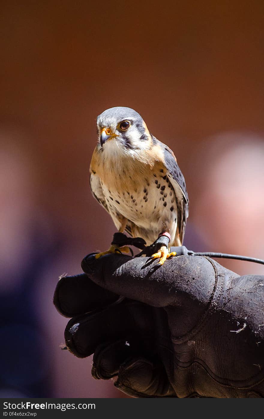 American Kestrel