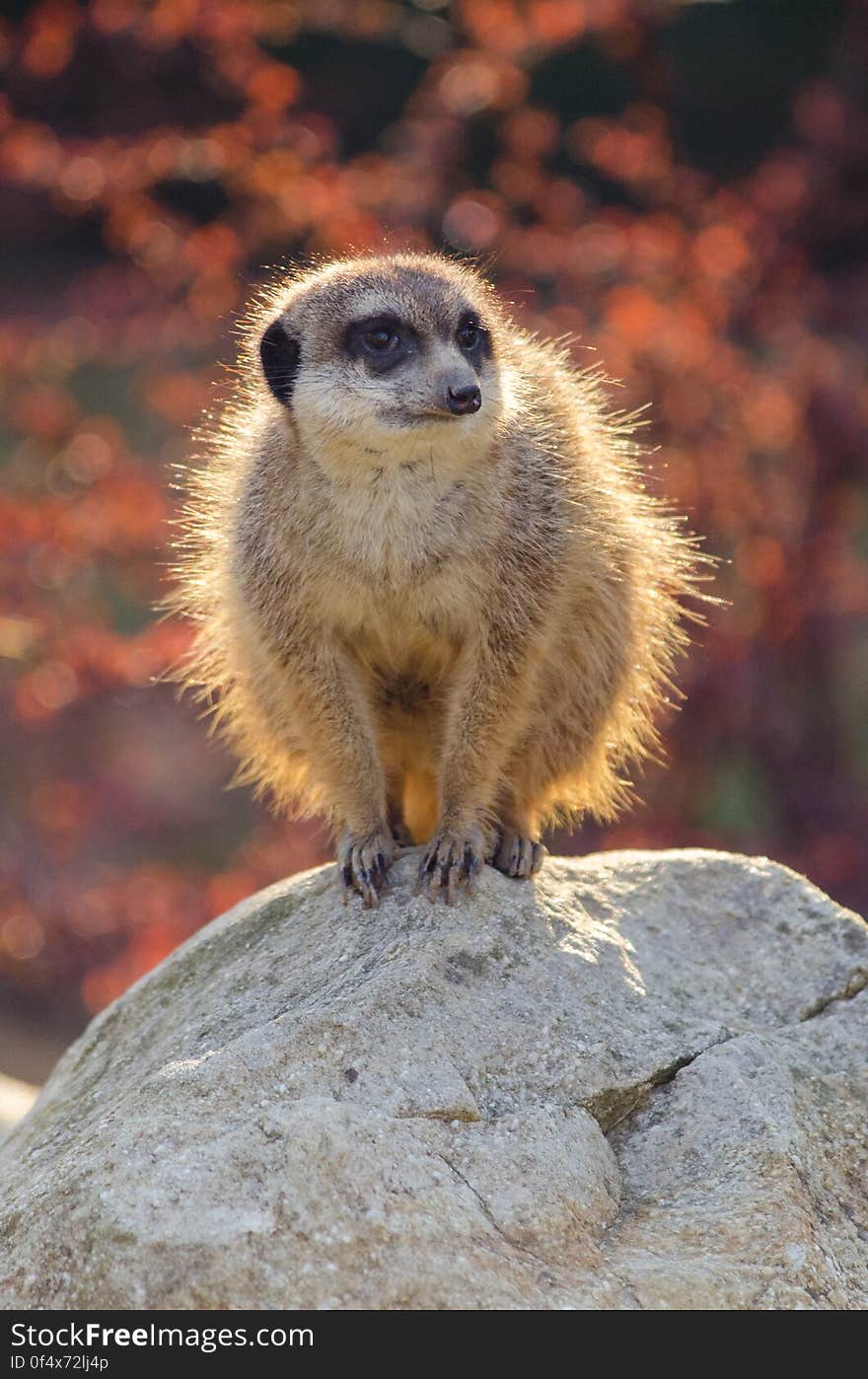 Meerkat