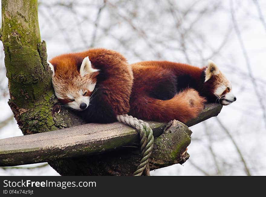 Red Panda