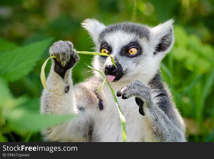 Ring-Tailed Lemur