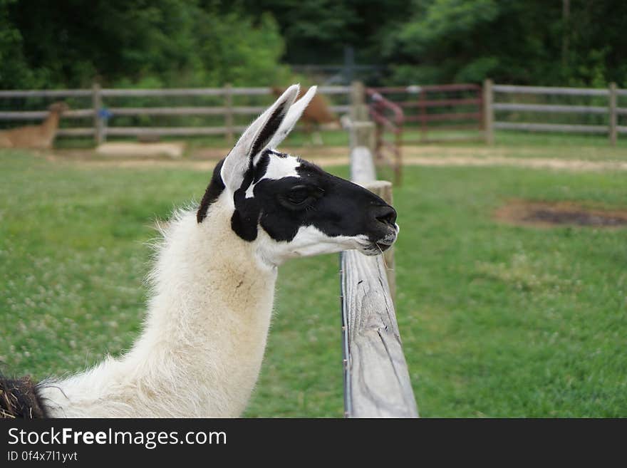 Alpaca gazing over the fence of his pen. Alpaca gazing over the fence of his pen