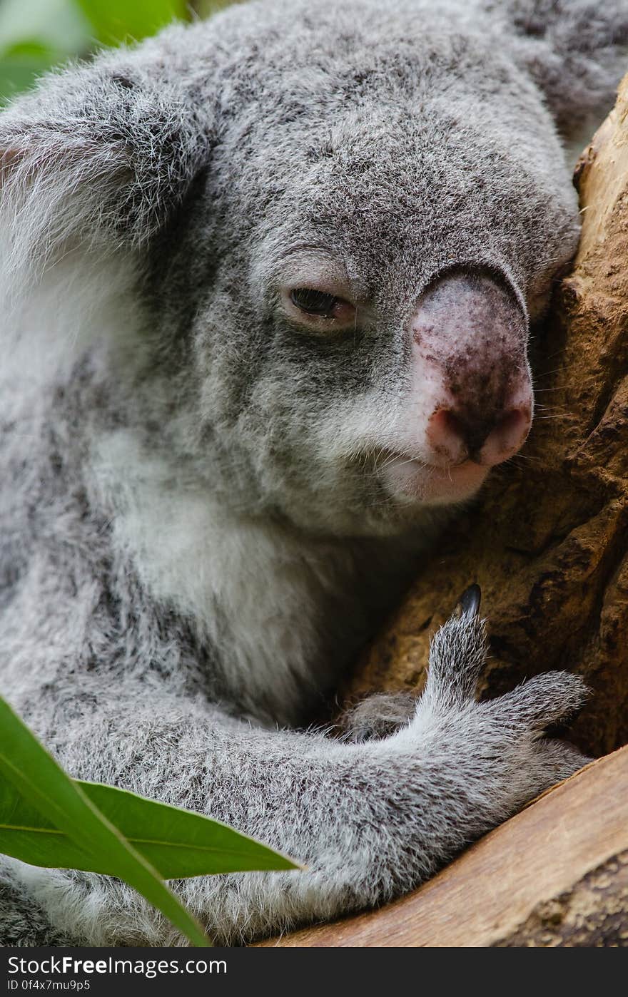 Koala