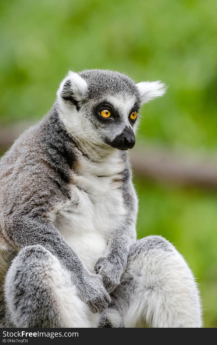 Ring-Tailed Lemur