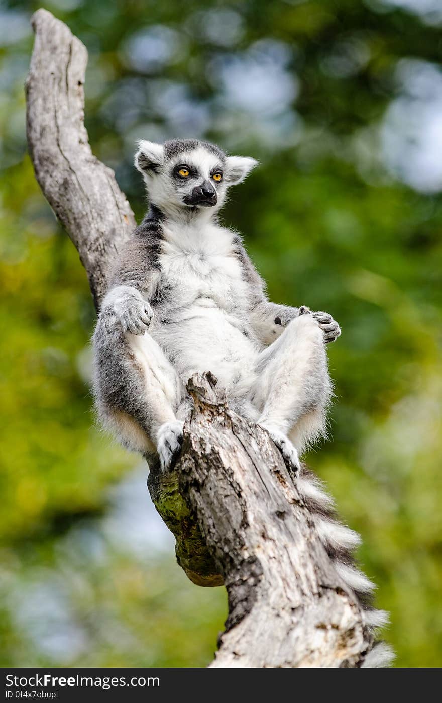 Ring-Tailed Lemur