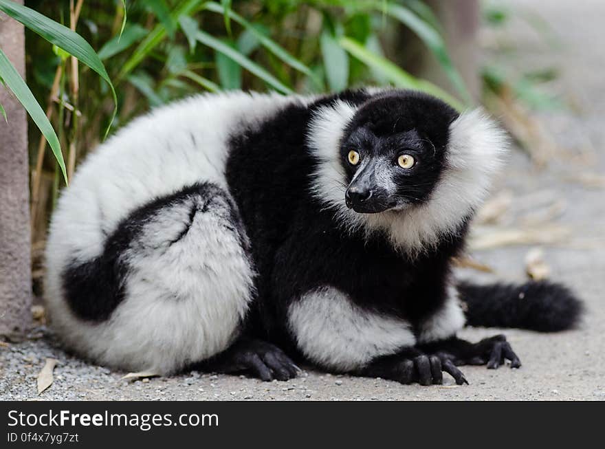 Black-and-white Ruffed Lemur