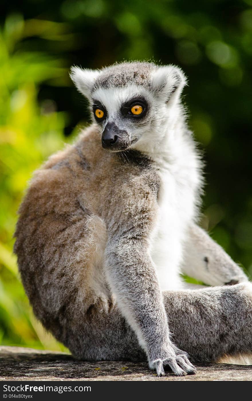 Ring-Tailed Lemur