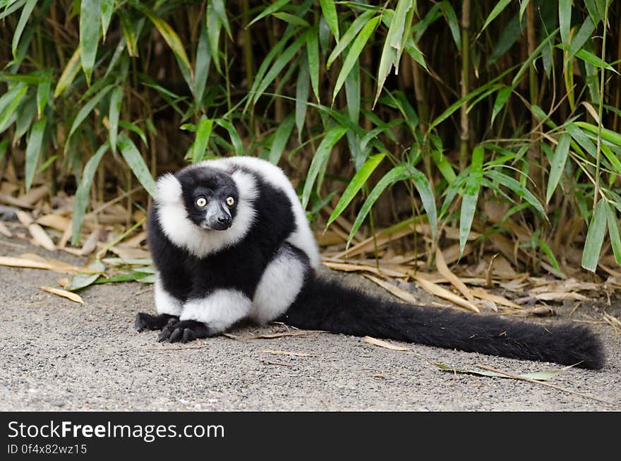 Black-and-white Ruffed Lemur