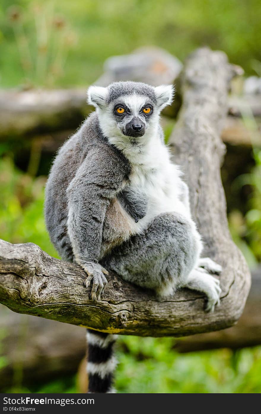 Ring-Tailed Lemur