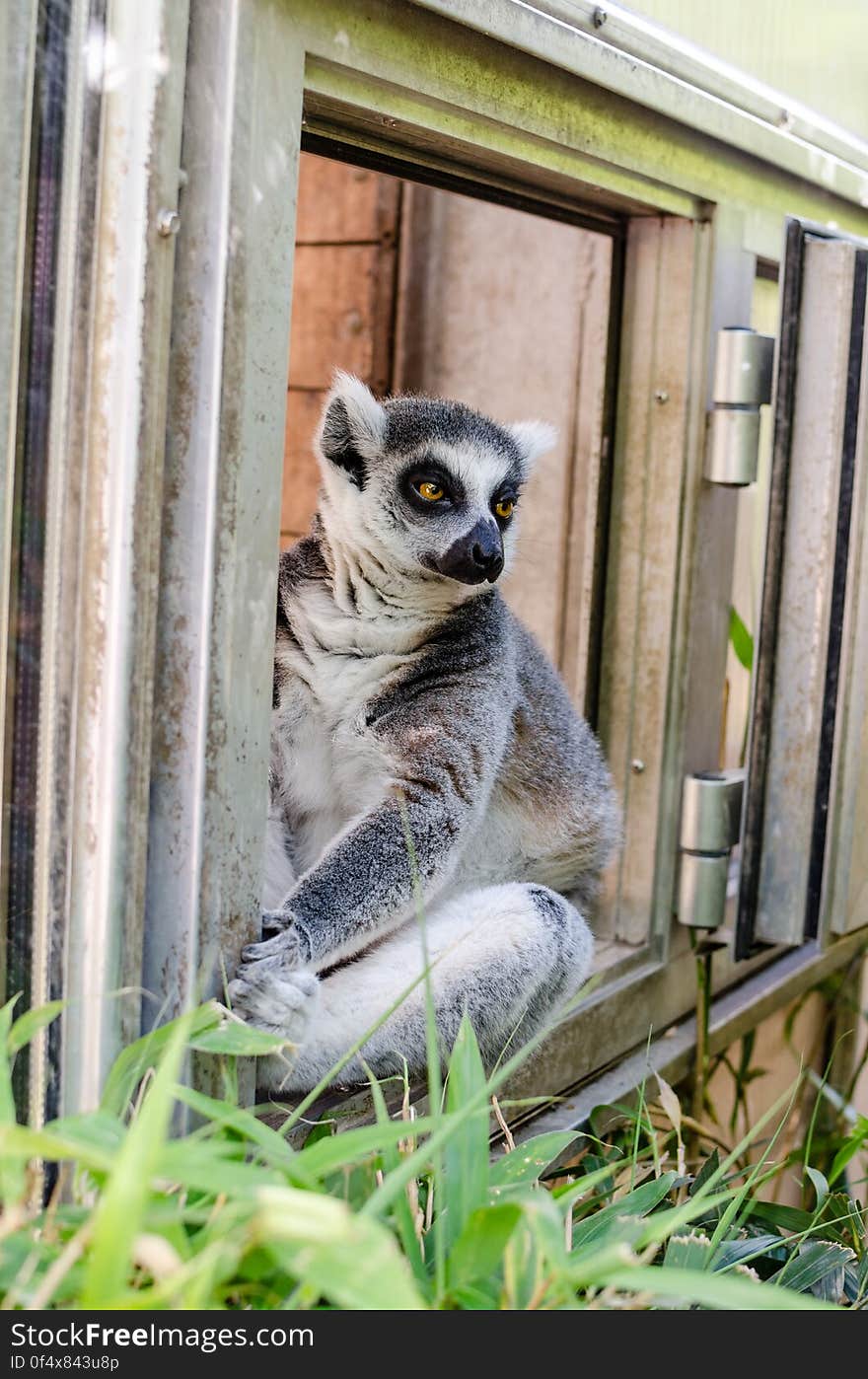 Ring-Tailed Lemur