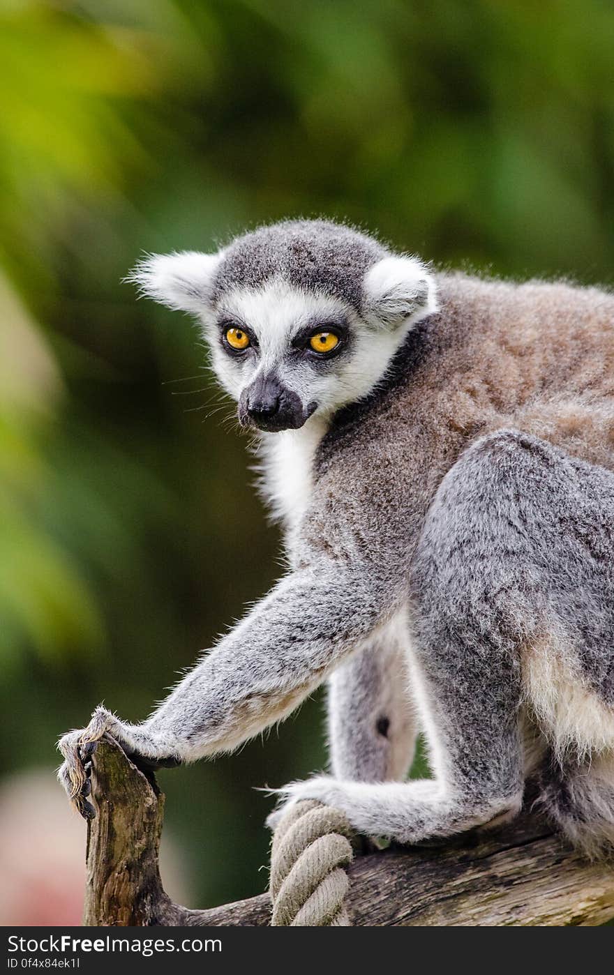 Ring-Tailed Lemur