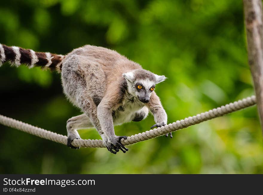 Ring-Tailed Lemur