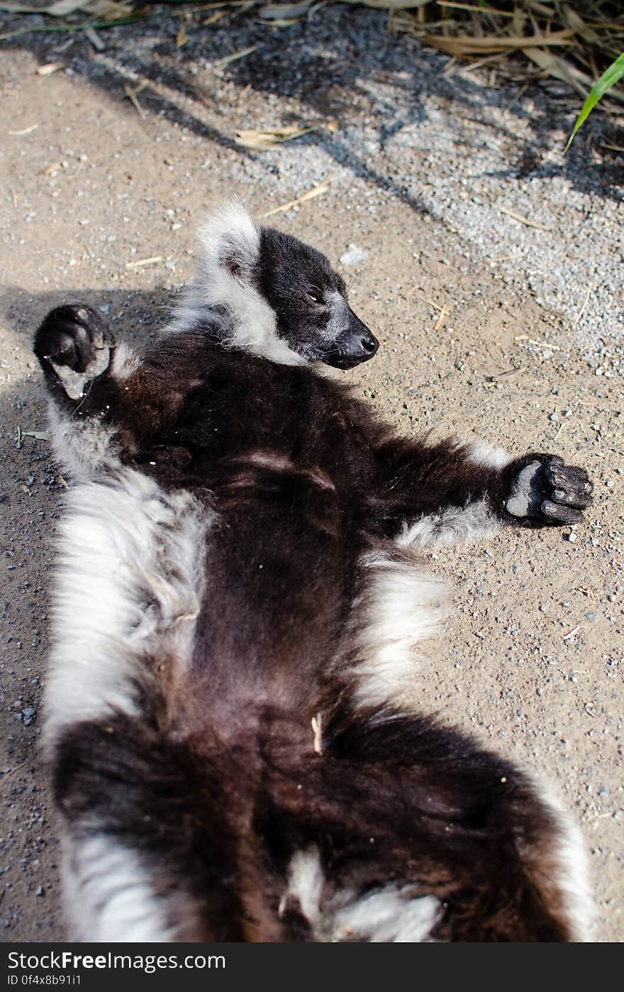 Black-And-White Ruffed Lemur