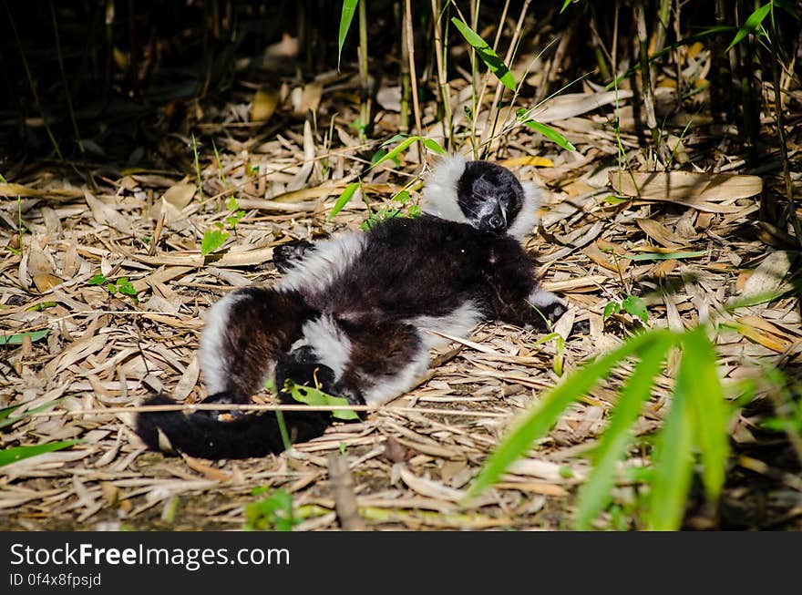 Black-and-white Ruffed Lemur