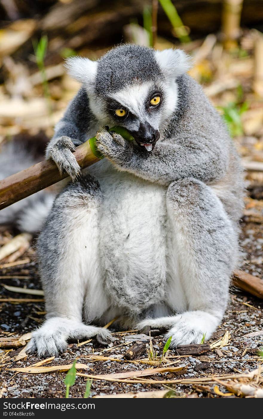 Ring-Tailed Lemur