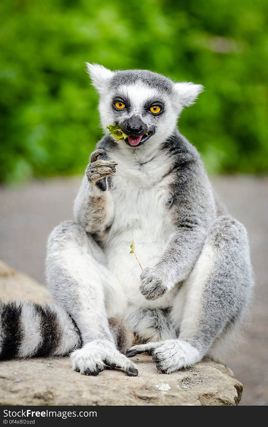 Ring-Tailed Lemur