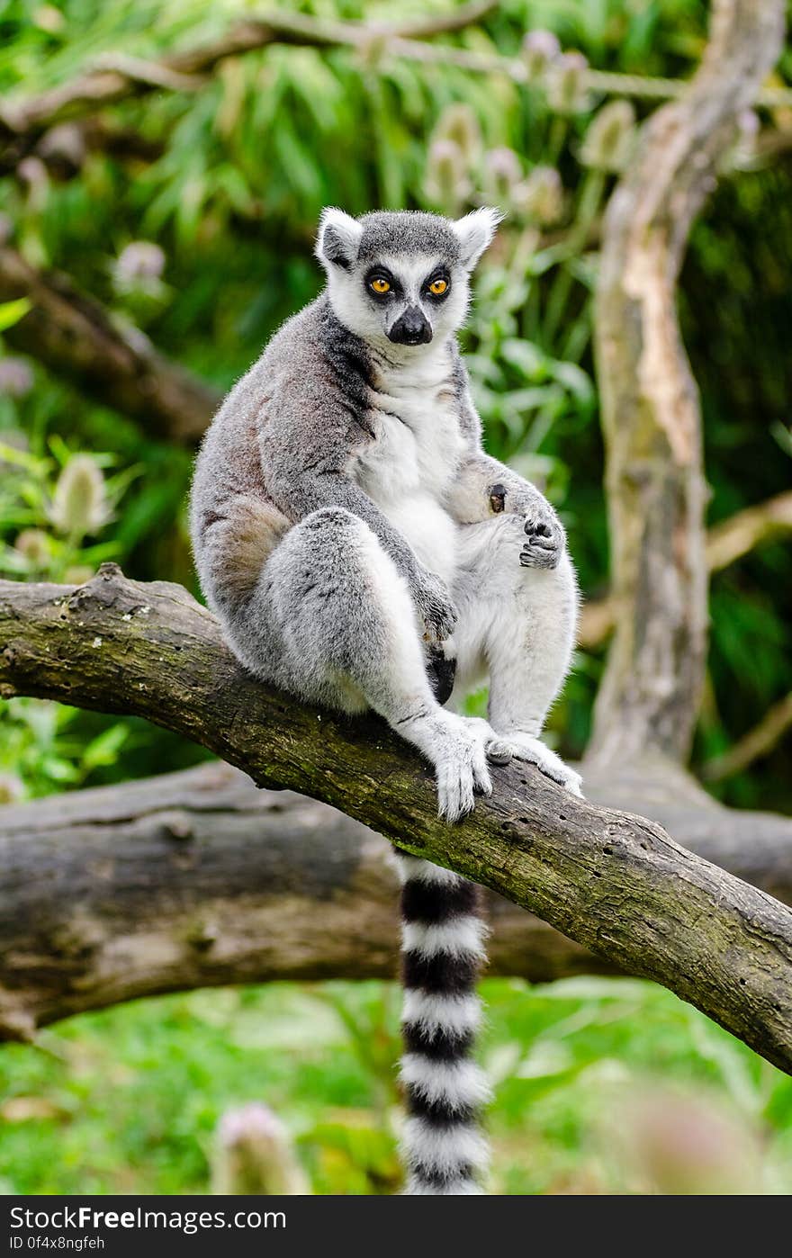 Ring-Tailed Lemur