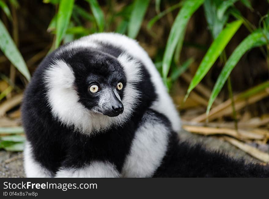 Black-and-white Ruffed Lemur