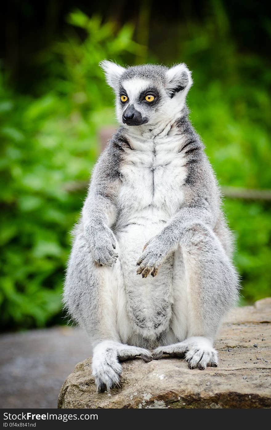 Ring-Tailed Lemur