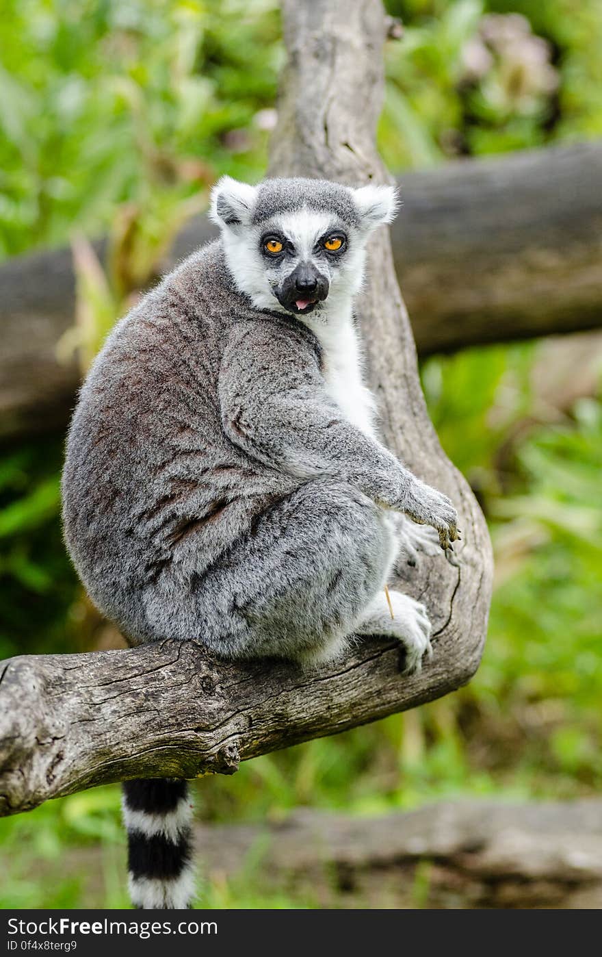 Ring-Tailed Lemur