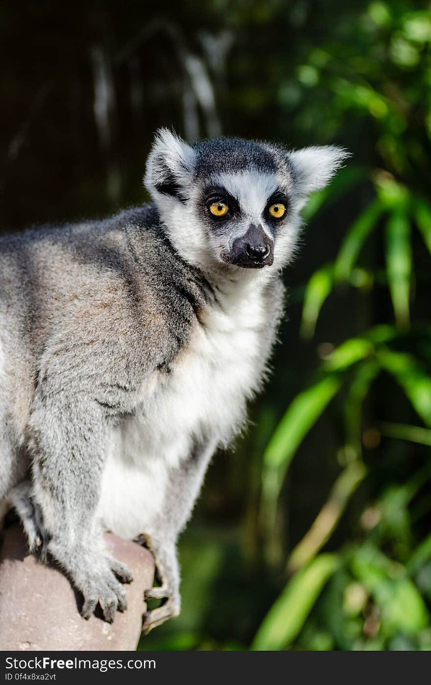 Ring-Tailed Lemur