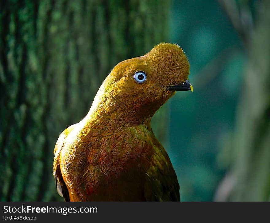 Bird, Eye, Beak, Terrestrial plant, Feather, Terrestrial animal