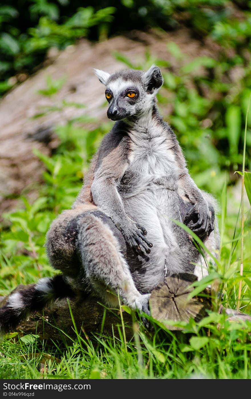 Ring-Tailed Lemur