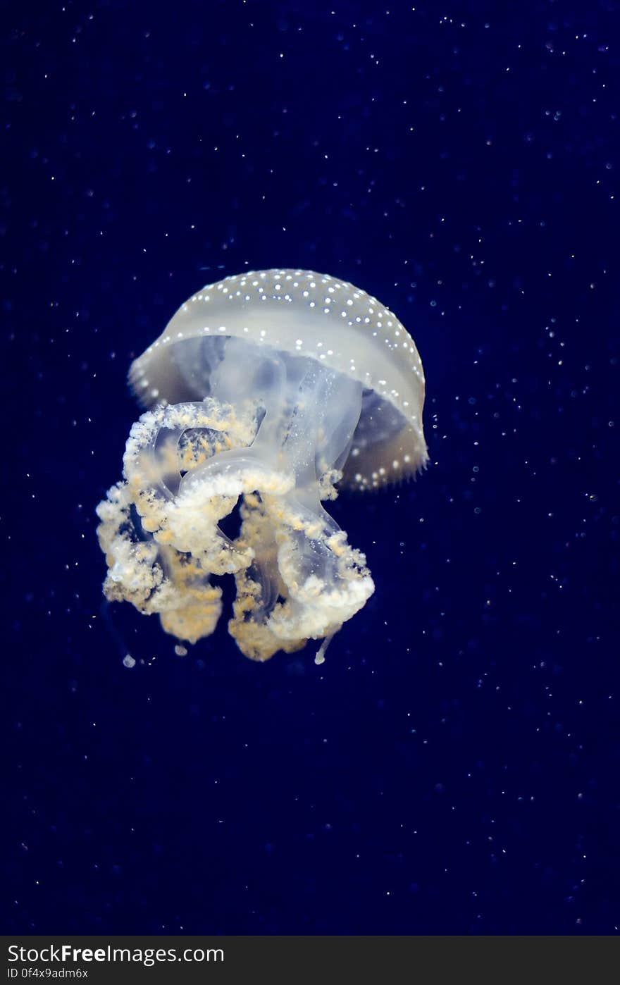 Phyllorhiza punctata &#x28;Jellyfish&#x29;