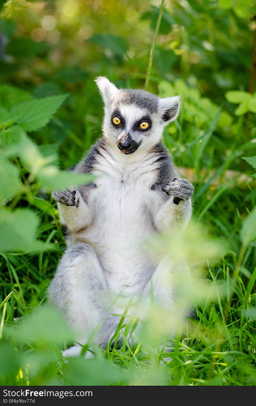 Ring-Tailed Lemur