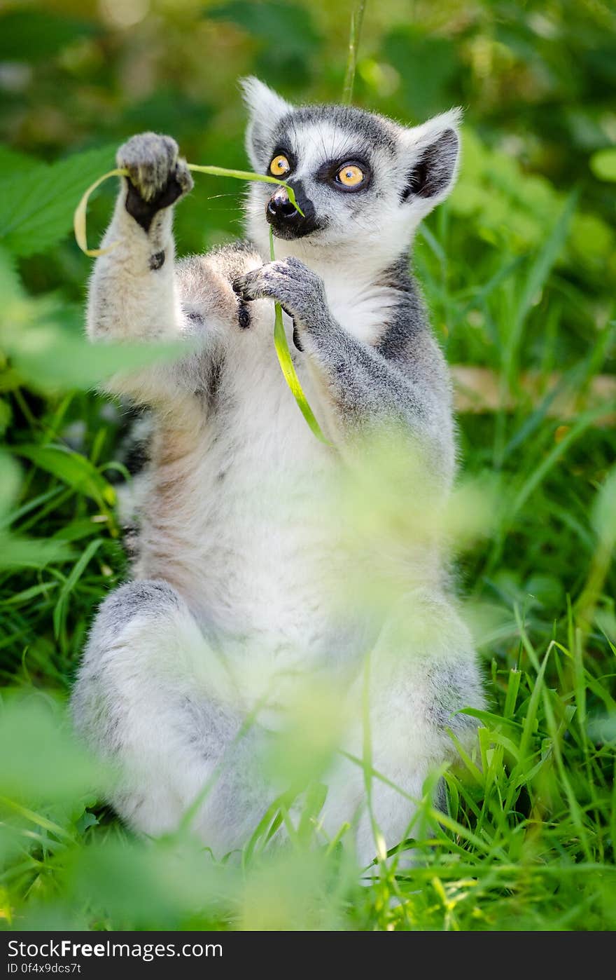 Ring-Tailed Lemur