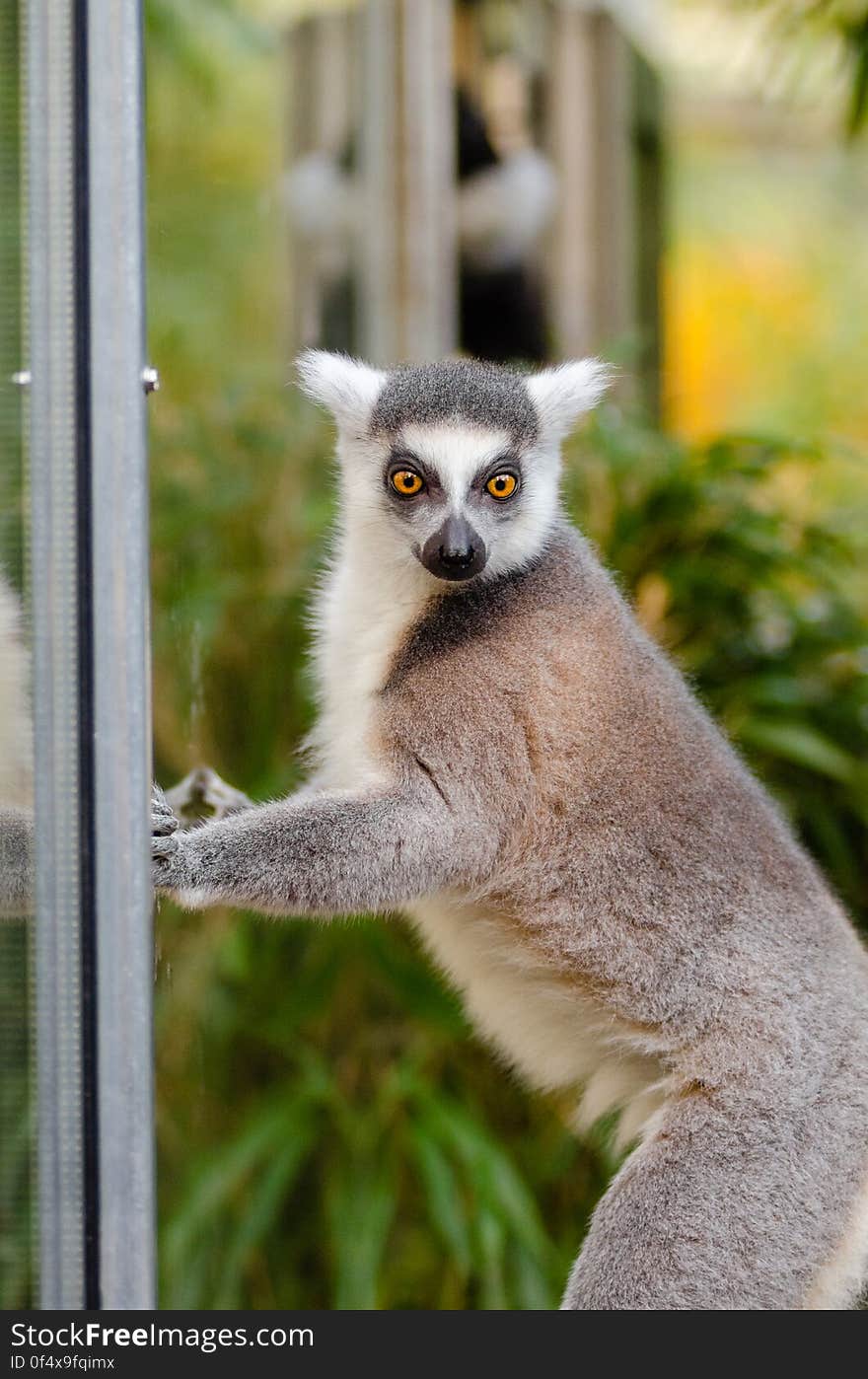 Ring-Tailed Lemur