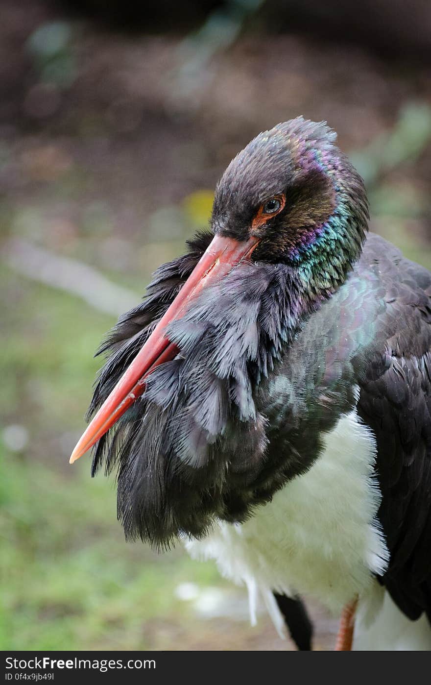 Black stork