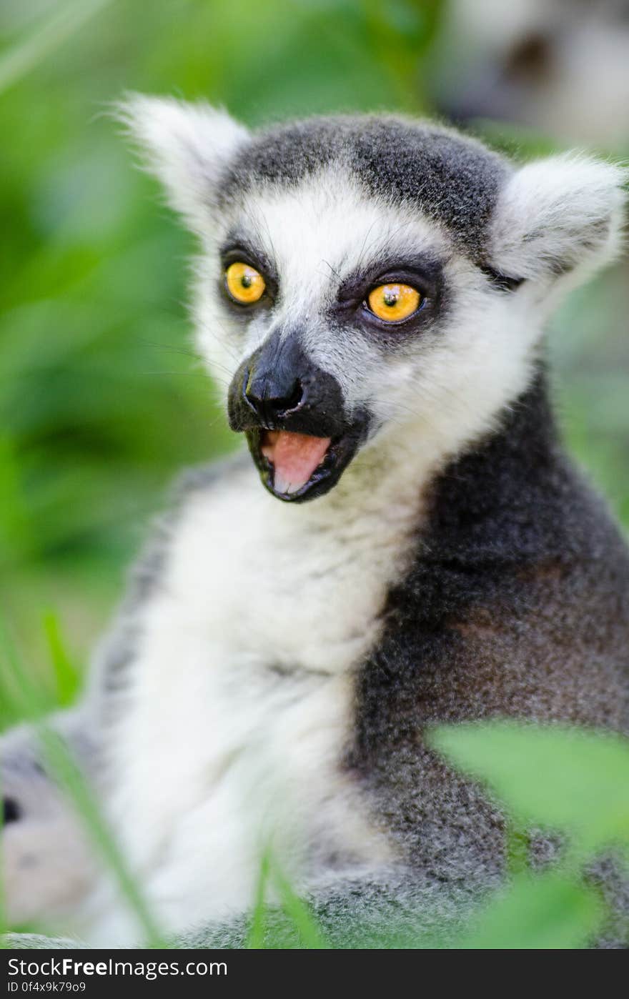 Ring-Tailed Lemur