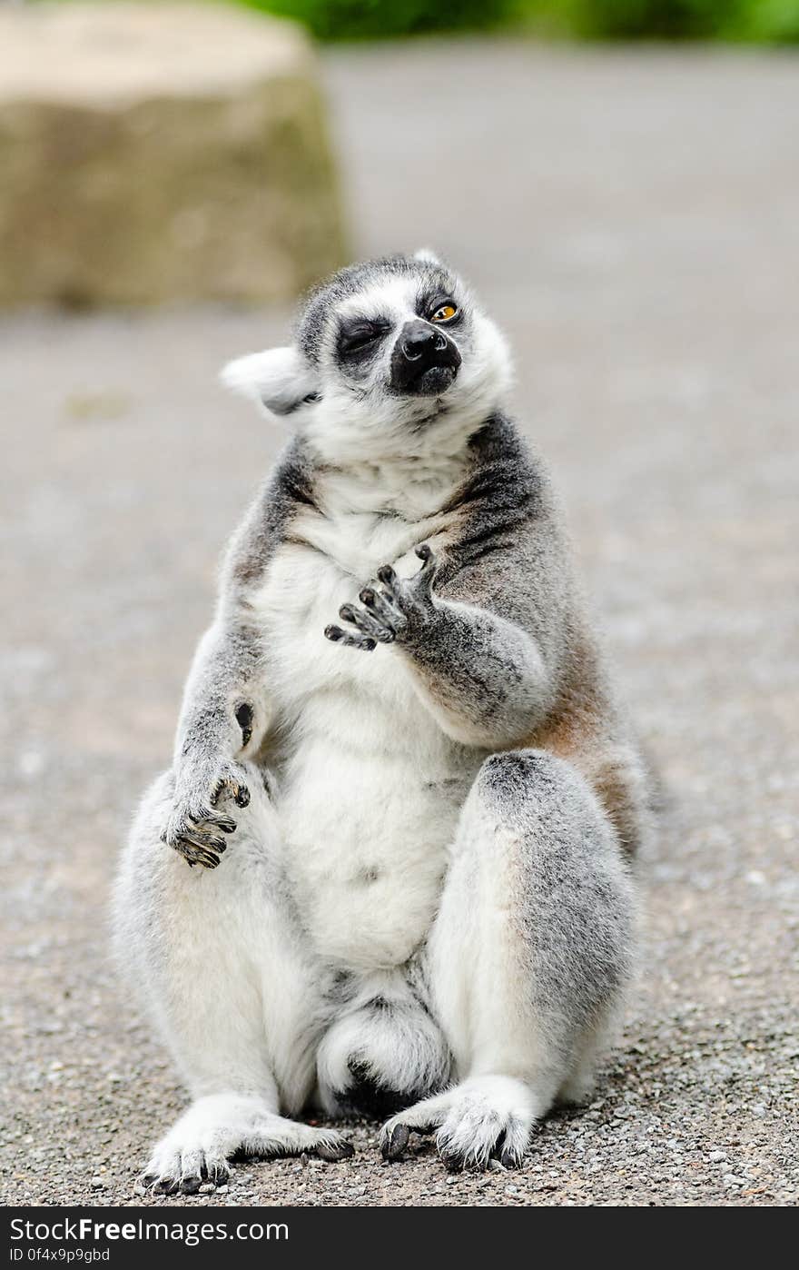 Ring-Tailed Lemur