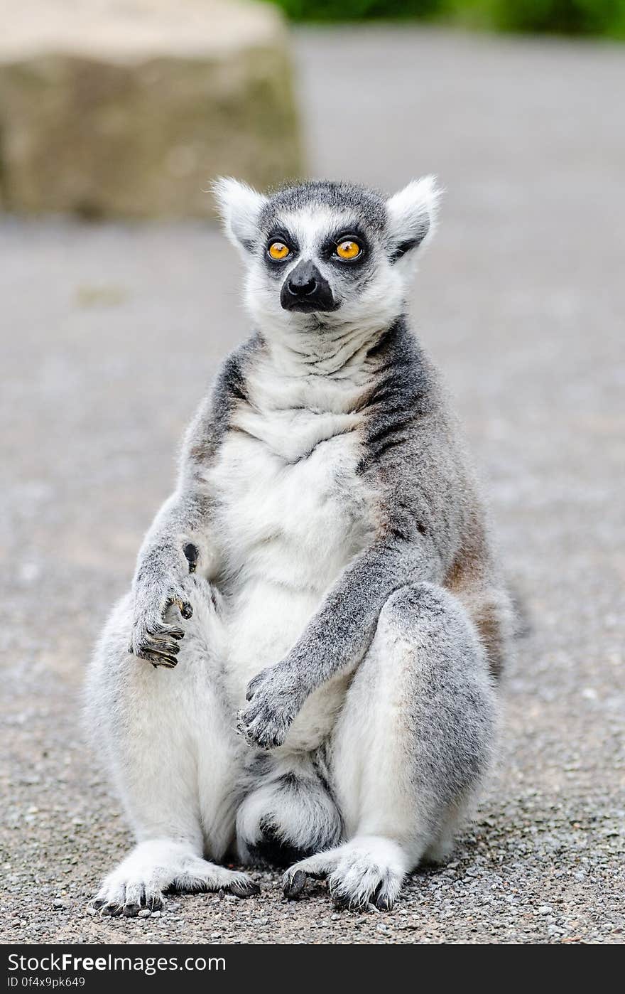 Ring-Tailed Lemur