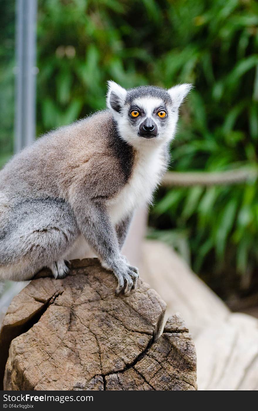 Ring-Tailed Lemur