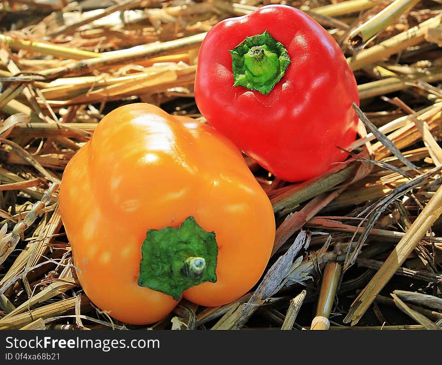 Close up of red and yellow sweet bell peppers on straw in sunlight.