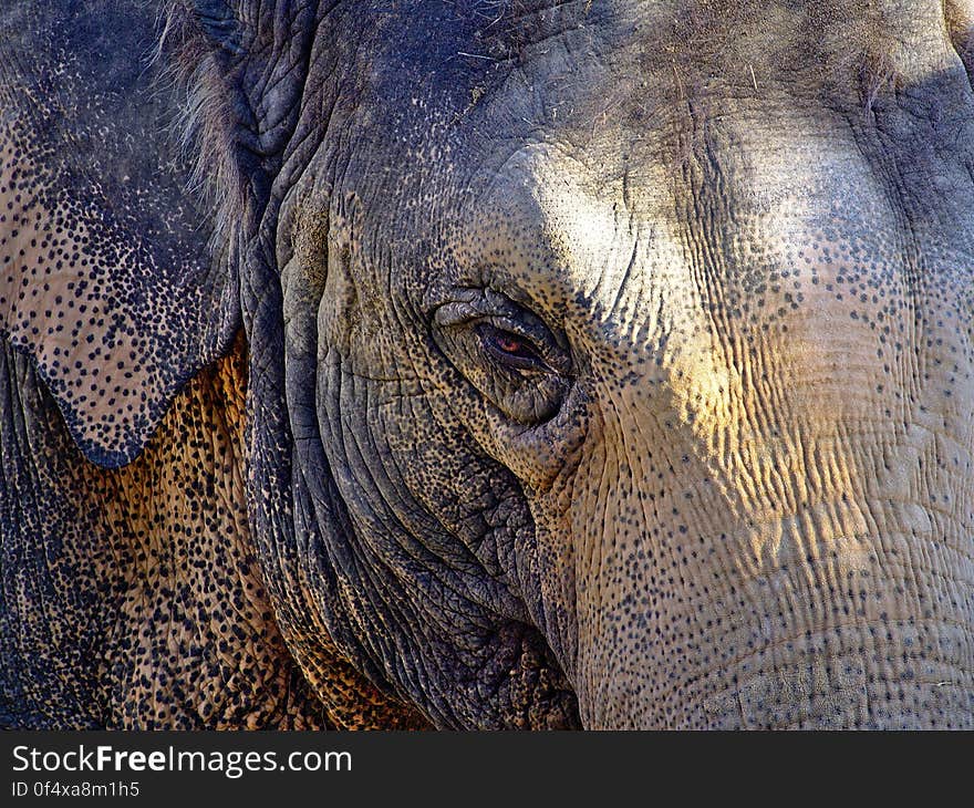 Elephant, Head, Eye, Human body, Working animal, Iris