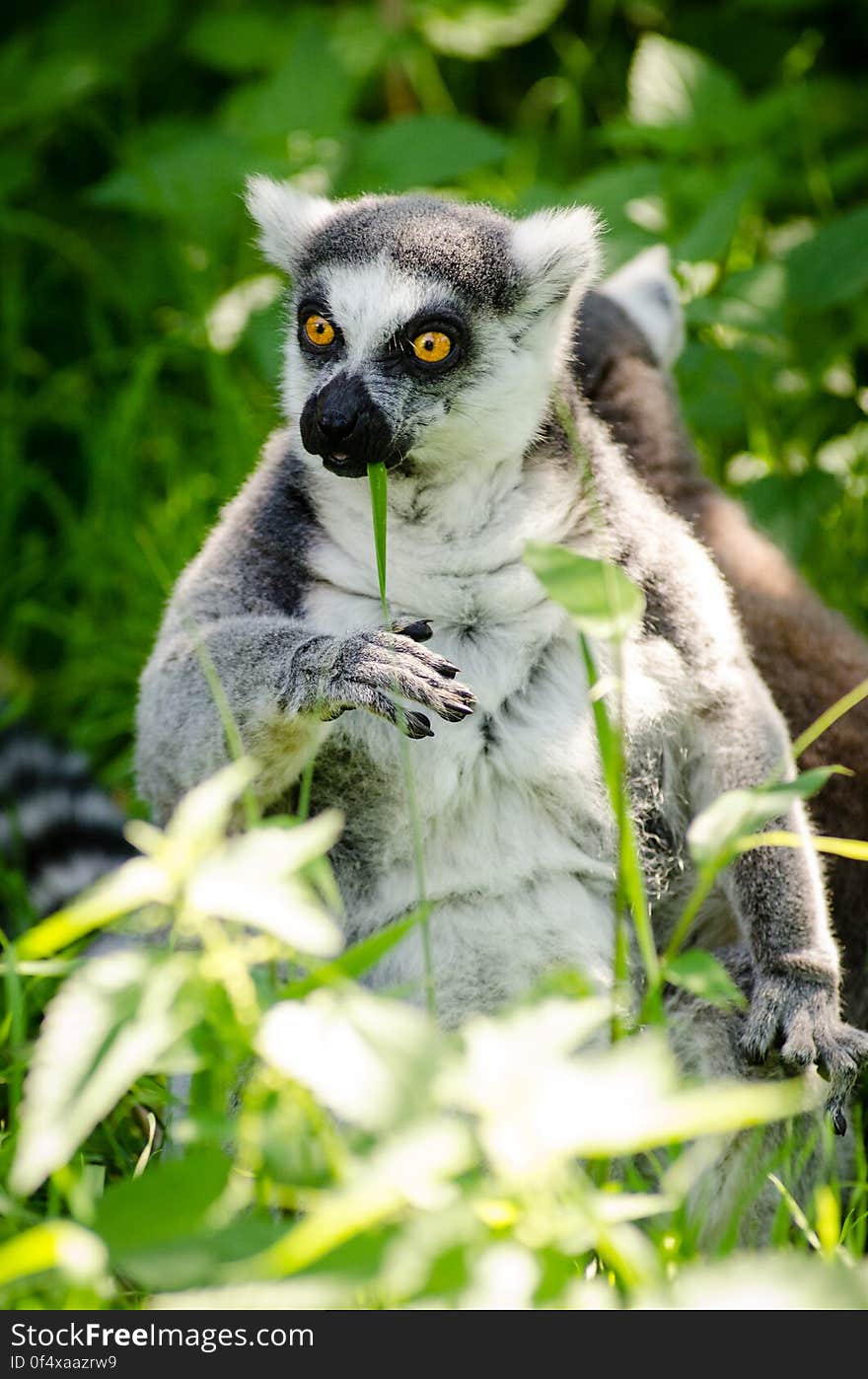 Ring-Tailed Lemur