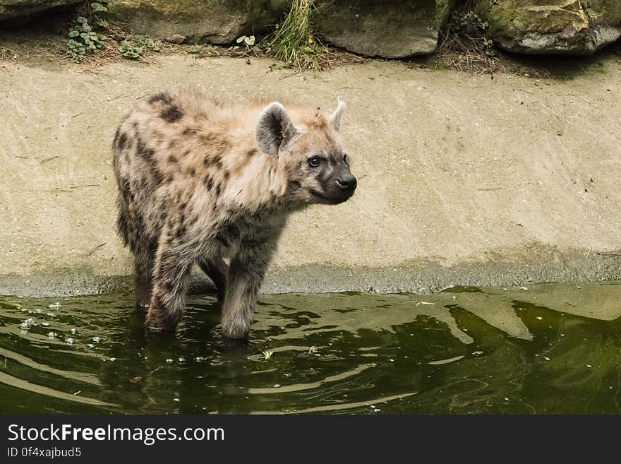 Gevelkte Hyena P1750347