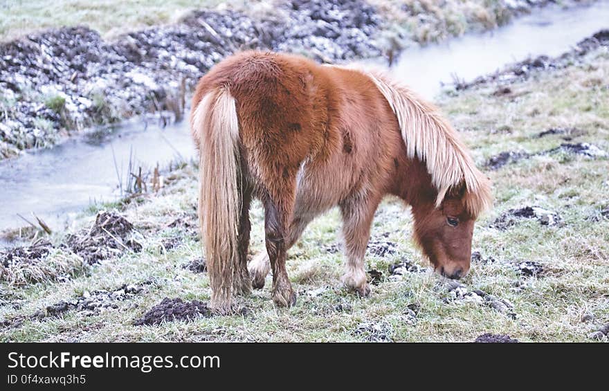 Horse on Field