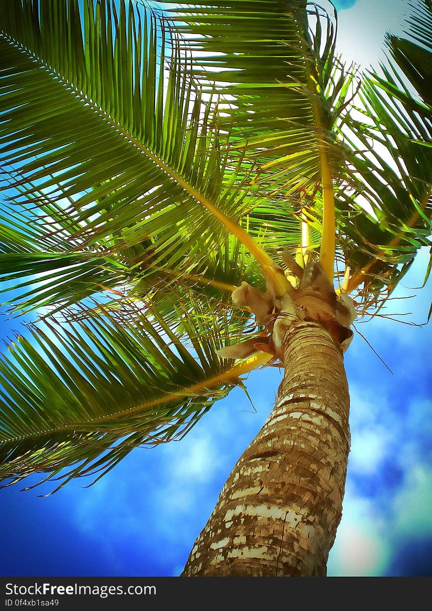 Palm tree detail with blue sky