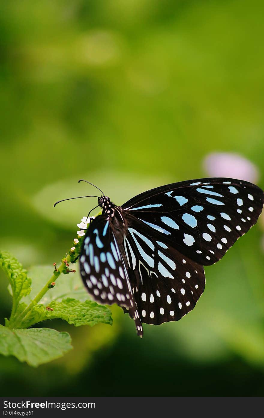 Close-up of Butterfly