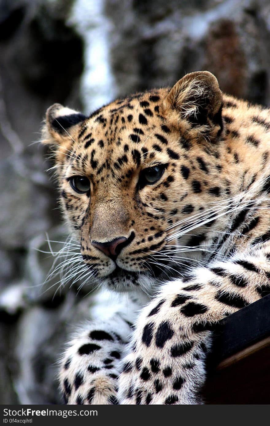 Focus Photography of Black and Brown Leopard Sitting