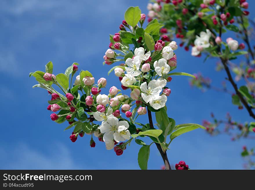 White Flowers on Black Tree Branch Under Sky during Daytime