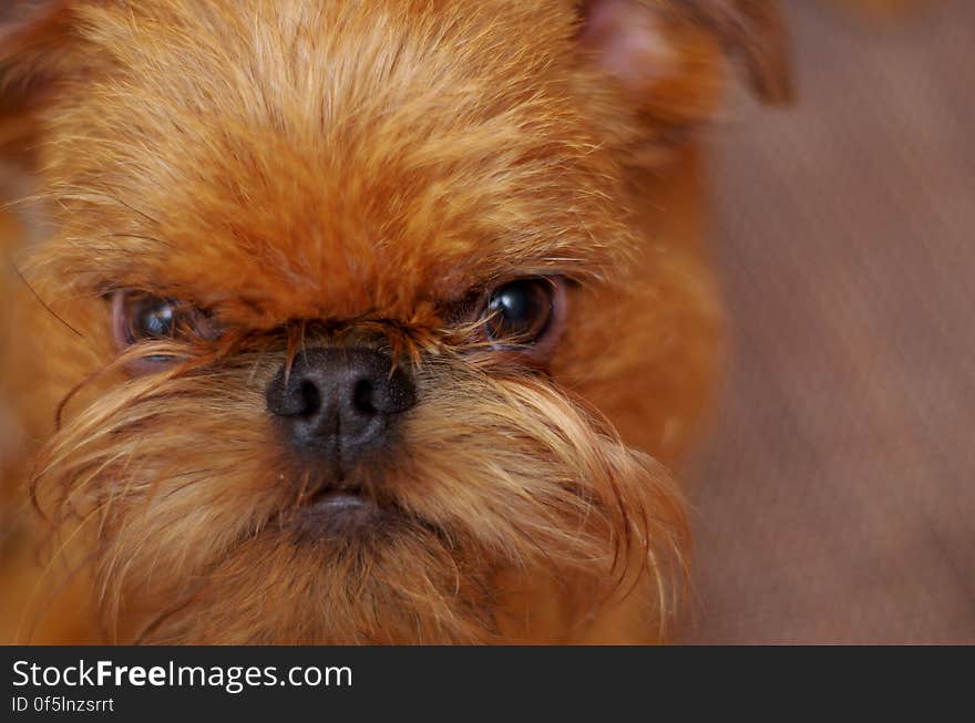 Brussels Griffon. Close-up portrait of the dog. Brussels Griffon. Close-up portrait of the dog.